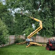 Best Stump Grinding and Removal  in Kendallville, IN