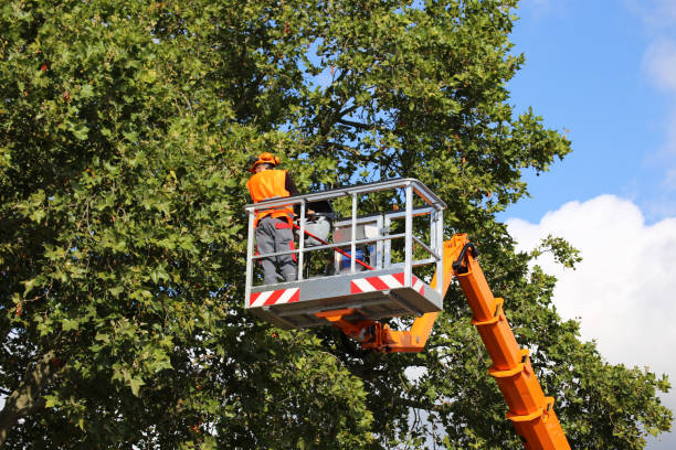 Best Tree Maintenance Programs  in Kendallville, IN