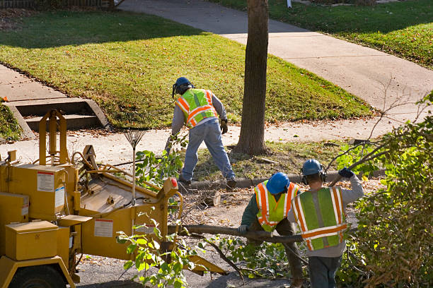 Best Commercial Tree Services  in Kendallville, IN