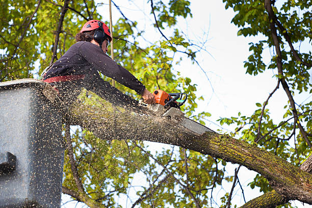 Best Organic Lawn Care Solutions  in Kendallville, IN
