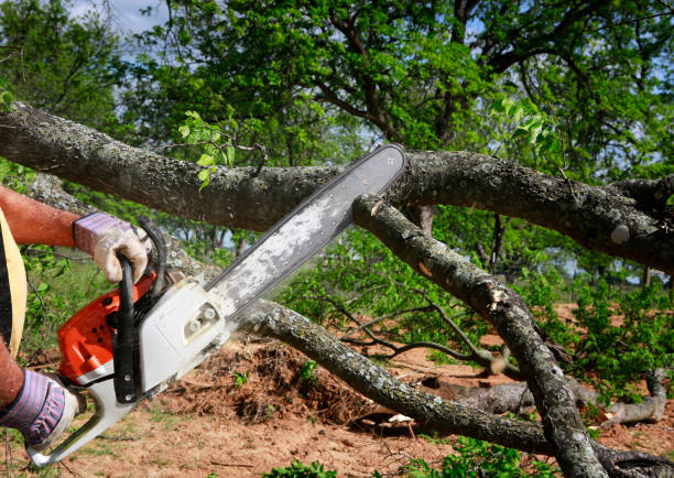 Best Tree Disease Treatment  in Kendallville, IN